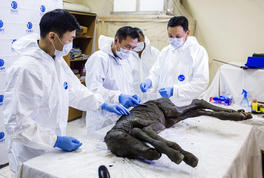 Russia Ancient Horse In this Thursday, Aug. 23, 2018 photo and provided by the North-Eastern Federal University, Russian scientists, Dr. Semyon Grigorev, left, Dr. Vasiliy Boeskorov, center, and Dr. Pyotr Danilov show the fossilized remains of an extinct baby Paleolithic horse displayed for the media at the Mammoth Museum at the North-Eastern Federal University in Yakutsk, Russia. Scientists from Russia's Northeast Federal University who presented the discovery Thursday said the foal is estimated to be 30,000 to 40,000 years old. They believe it was about two months old when it died. (Michil Yakoklev/North-Eastern Federal University via AP) | 