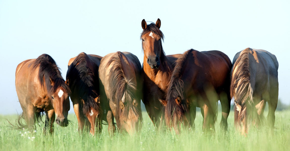 Group of wild horses in field at morning. 