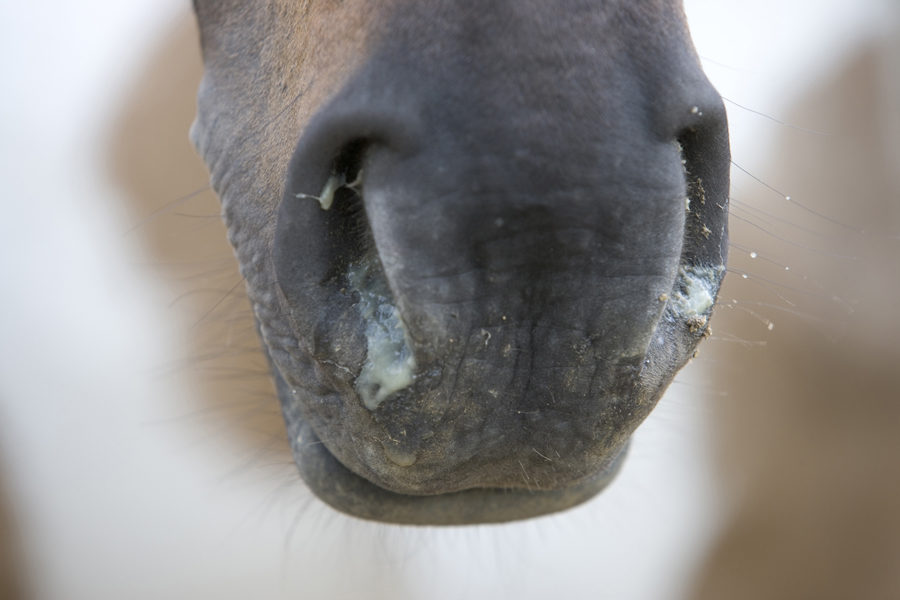 Herpes Impfung Altes Pferd