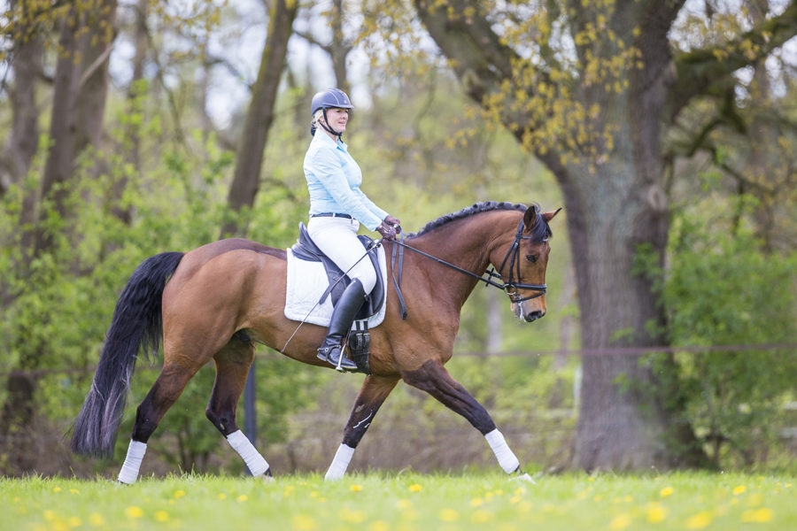 trakehner_silvano417123 