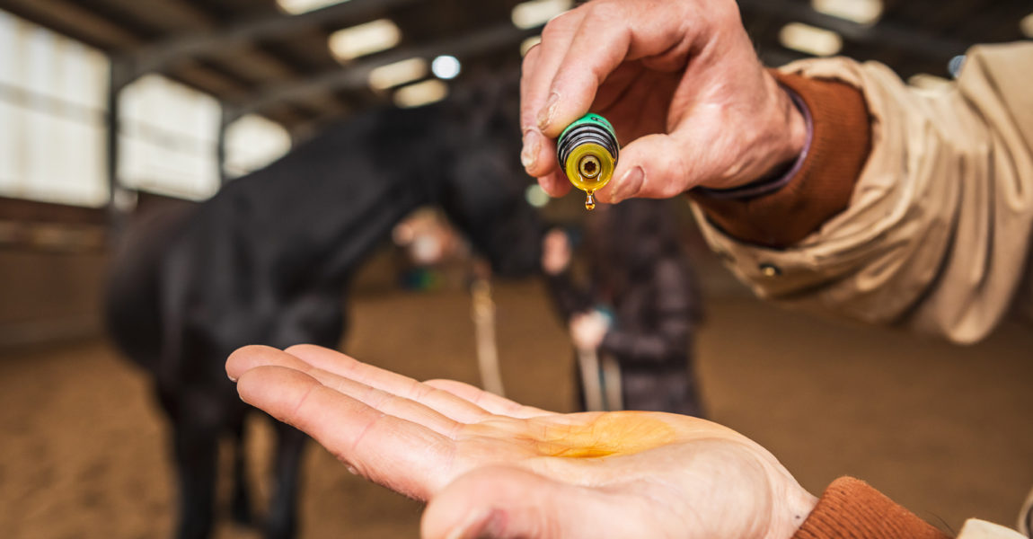 Mein Pferd Shooting für das Mein Pferd Magazin am 08.05.2019 in Burgneustadt. Foto: DANIEL ELKE 