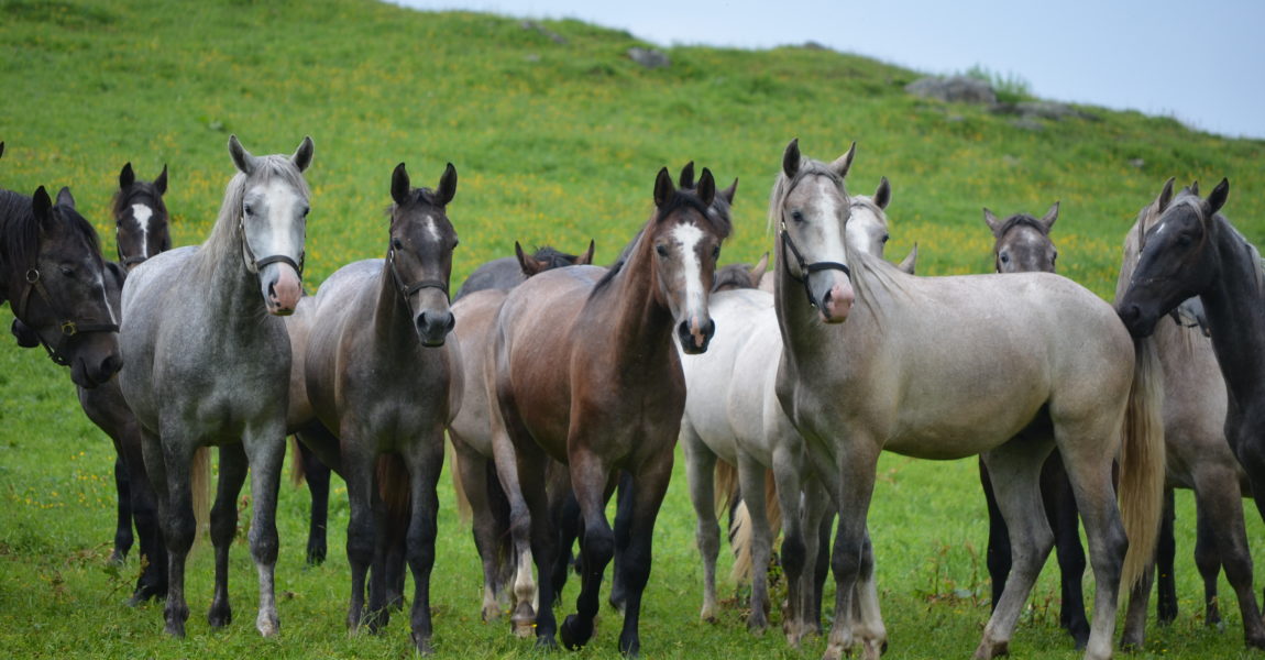 Junghengste Stubalm (C) Spanische Hofreitschule - Lipizzanergestut Piber GoR 