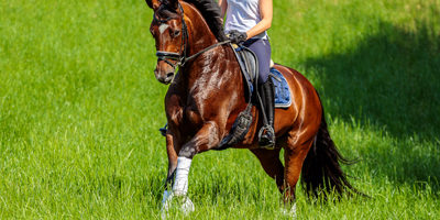 Mein Pferd Shooting für das Mein Pferd Magazin am 18.07.2019 in Gevelsberg Foto: DANIEL ELKE 