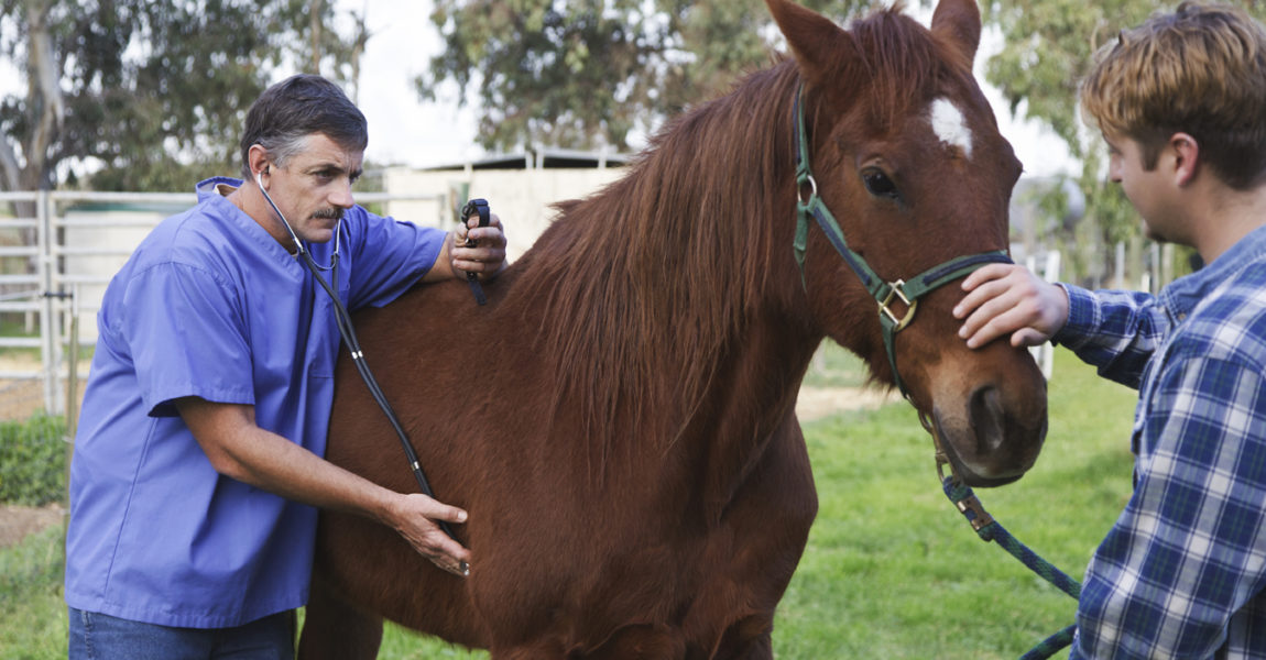 Veterinarian Examines A Horse 