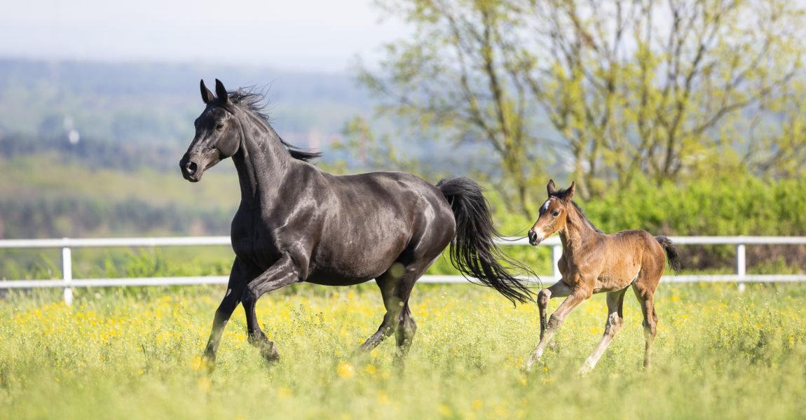 trakehner_sixtina41927 