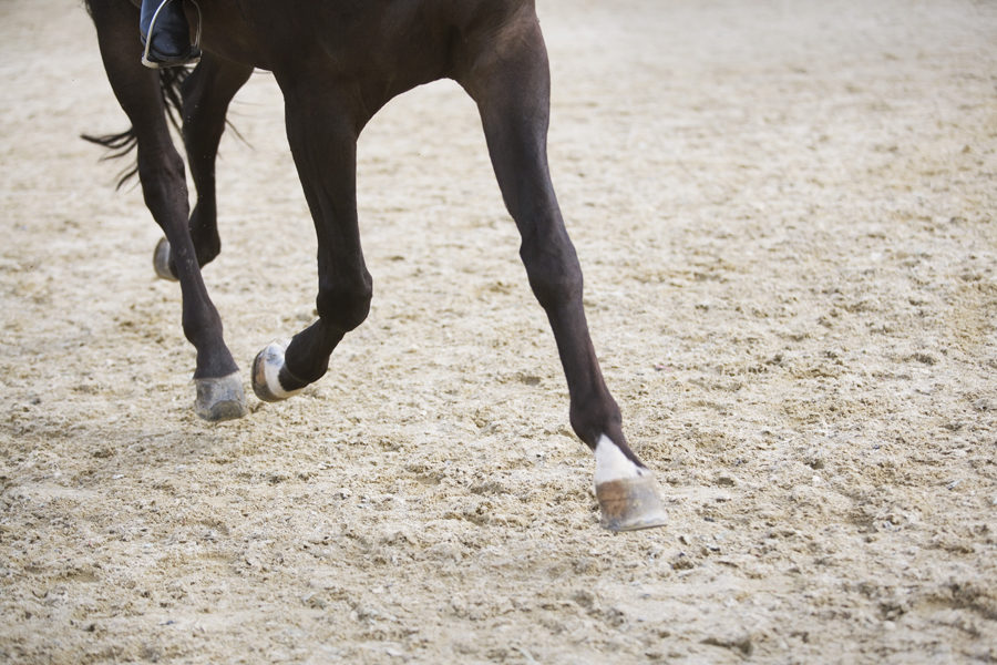 detail of horse doing dressage exercise 