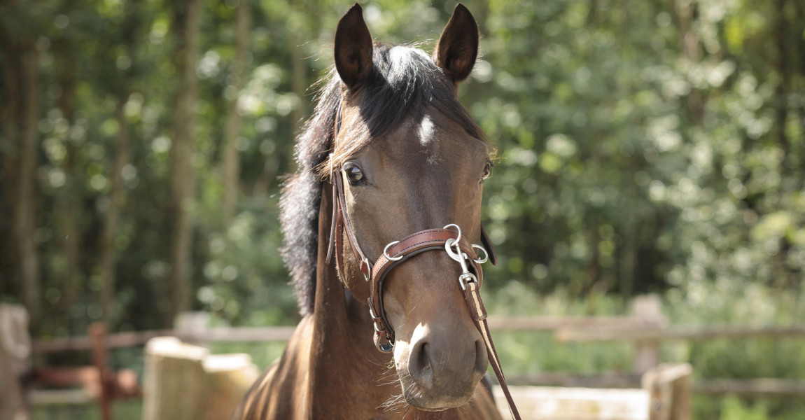 Mein Pferd Shooting für das Mein Pferd Magazin am 08.08.2019 in Foto: DANIEL ELKE 