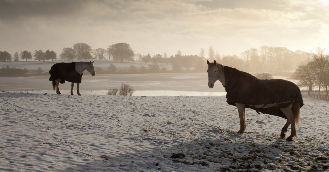 Cold Horses Horses covered with blankets in a snow covered field in Scotland 