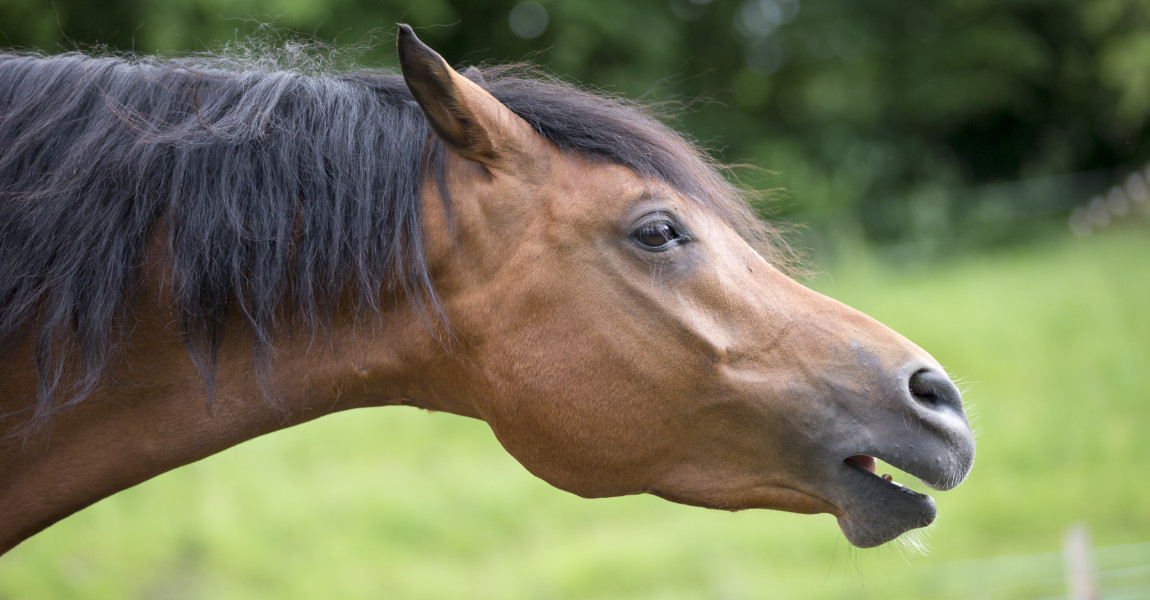 Pferd Hustet Ab Und Zu