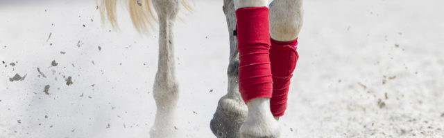lipizzaner_niki61989 