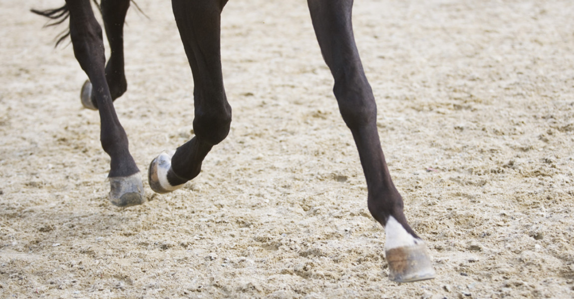 detail of horse doing dressage exercise 