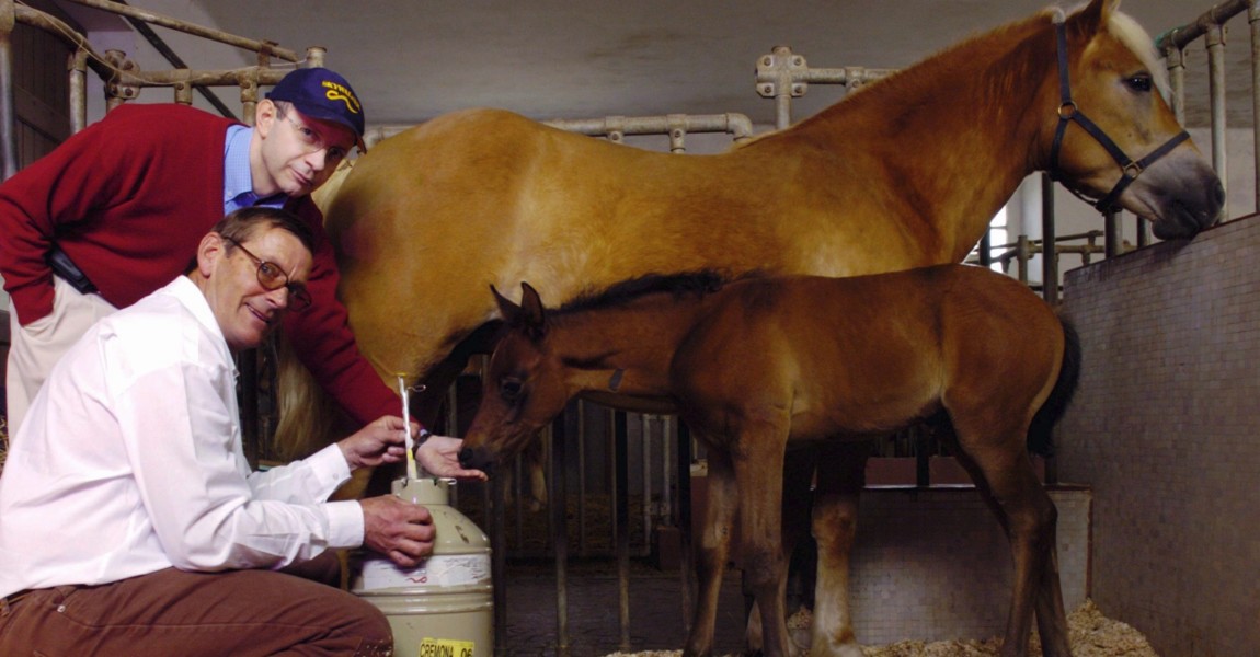 Cryozootech Breaks New Ground In Horse Reproduction By Obtaining Male Clone From Neutered Champion In Cremona, Italy On March 23, 2005. ITALY - MARCH 23: Cryozootech breaks new ground in horse reproduction by obtaining male clone from neutered champion in Cremona, Italy on March 23, 2005- At the Laboratory of Reproductive Technology of the Consorzio per l'Incremento Zootecnico (CIZ). French biologist Eric Palmer and Italian biologist Pr. Cesare Galli, near the horse cloned from Pieraz, the first male horse obtained by cloning. In the background, the surrogate mother. (Photo by Pool DEMANGE/ROSSI/Gamma-Rapho via Getty Images) 