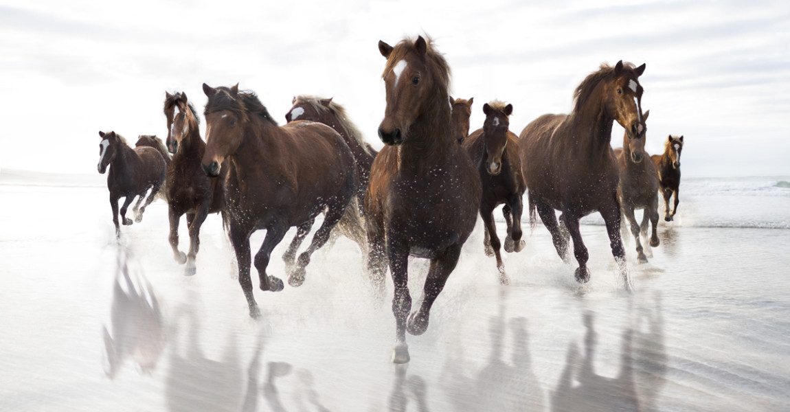 Brown Horses running on a beach Brown Horses running on a beach 