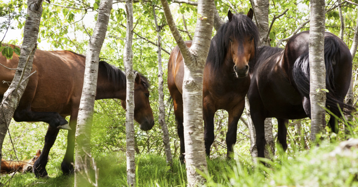 Horses in forest Italy, Liguria 