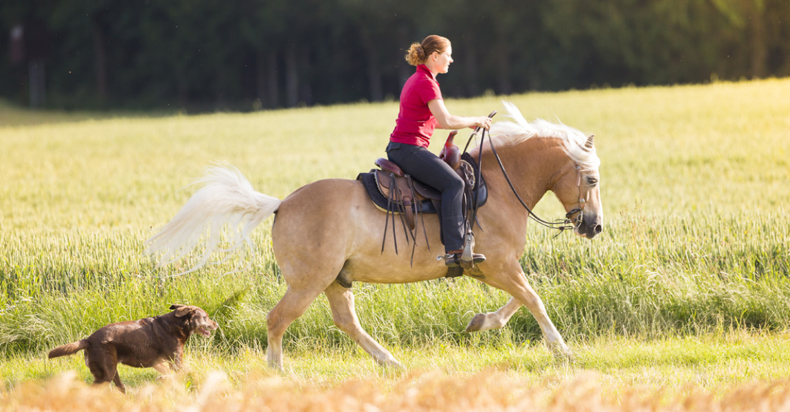 haflinger_amigo716122 