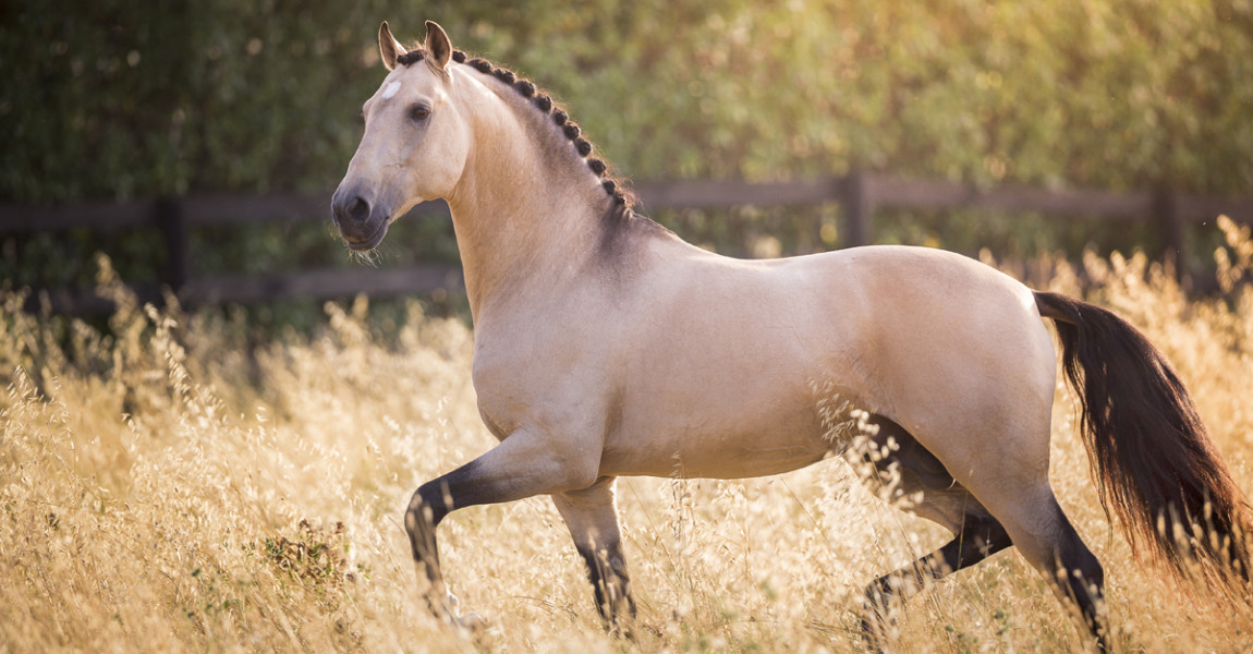 lusitano_espanhol6171148 