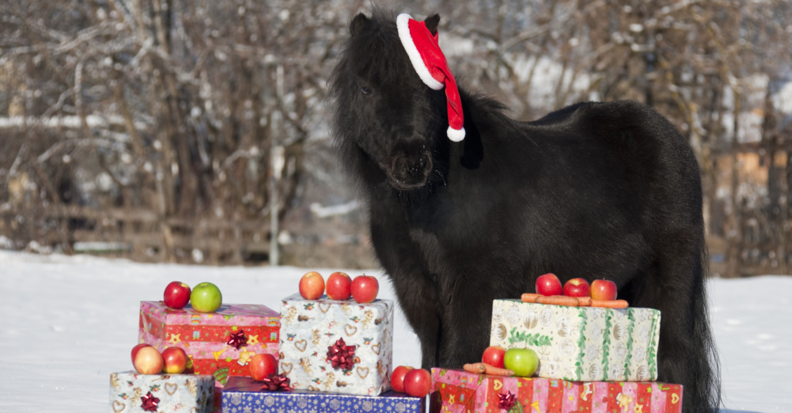 shetlandpony_1209102 
