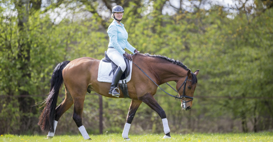 trakehner_silvano417337 
