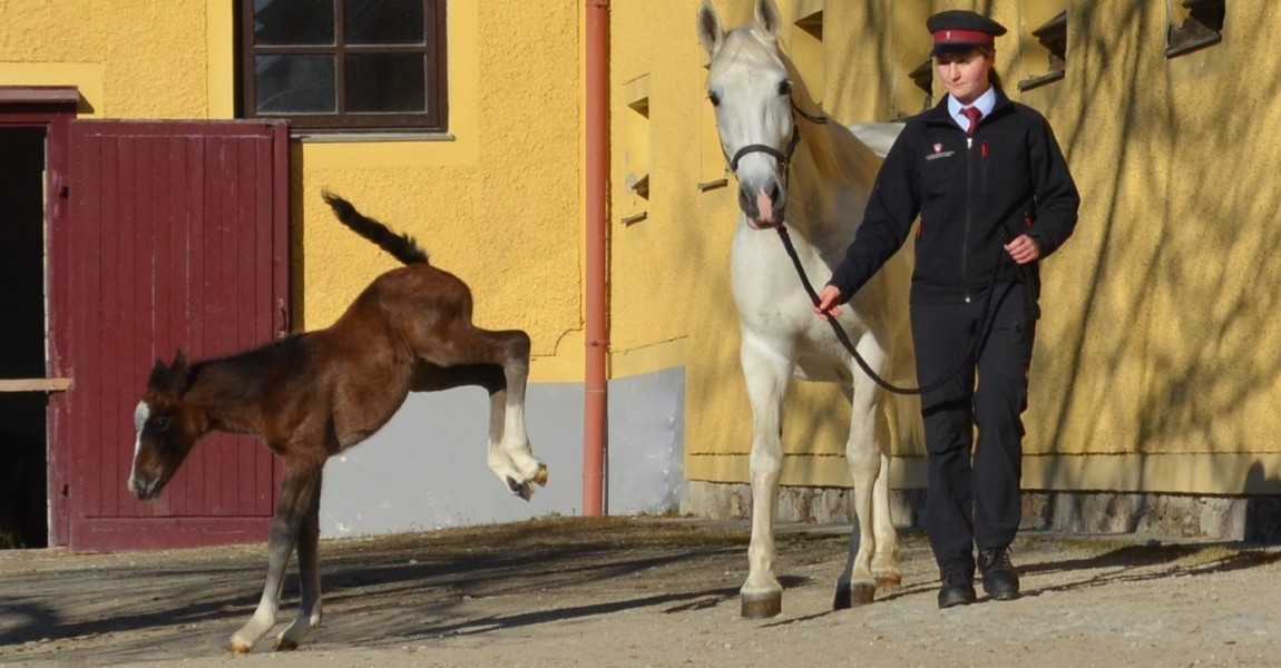 (C) Spanische Hofreitschule - Lipizzanergestüt Piber GöR 2 