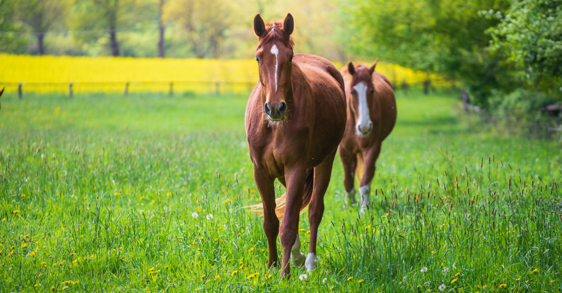 Horses In Meadow Horses Grazing On Meadow 