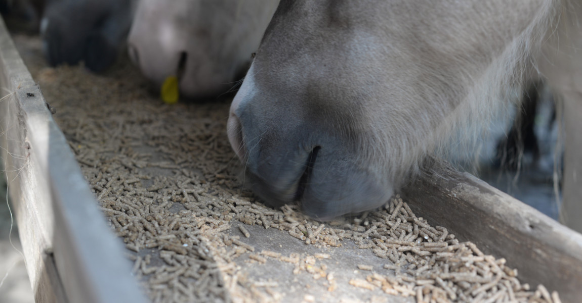 Horses Feeding In Stable 