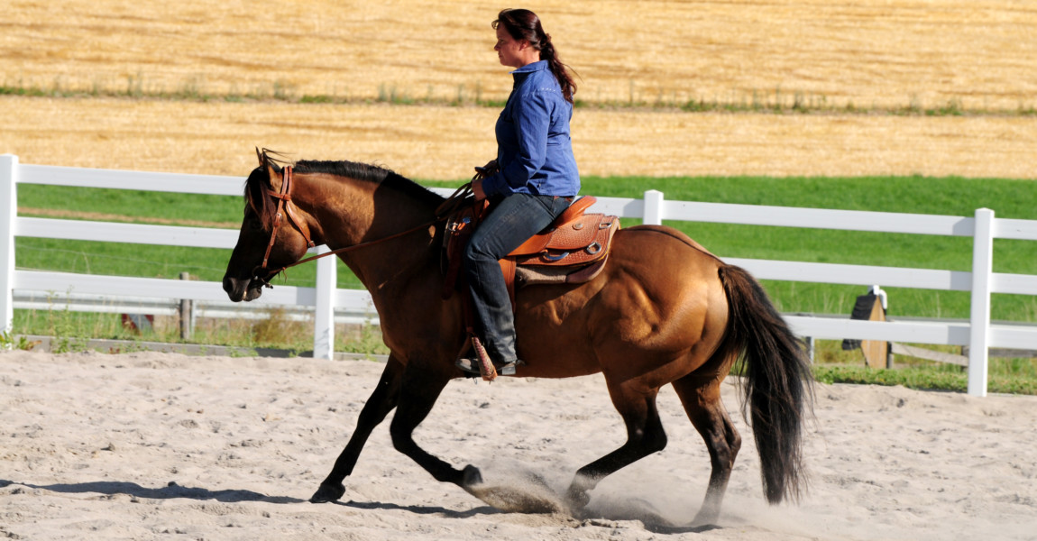 Westernpferd (c) A. Schmelzer 