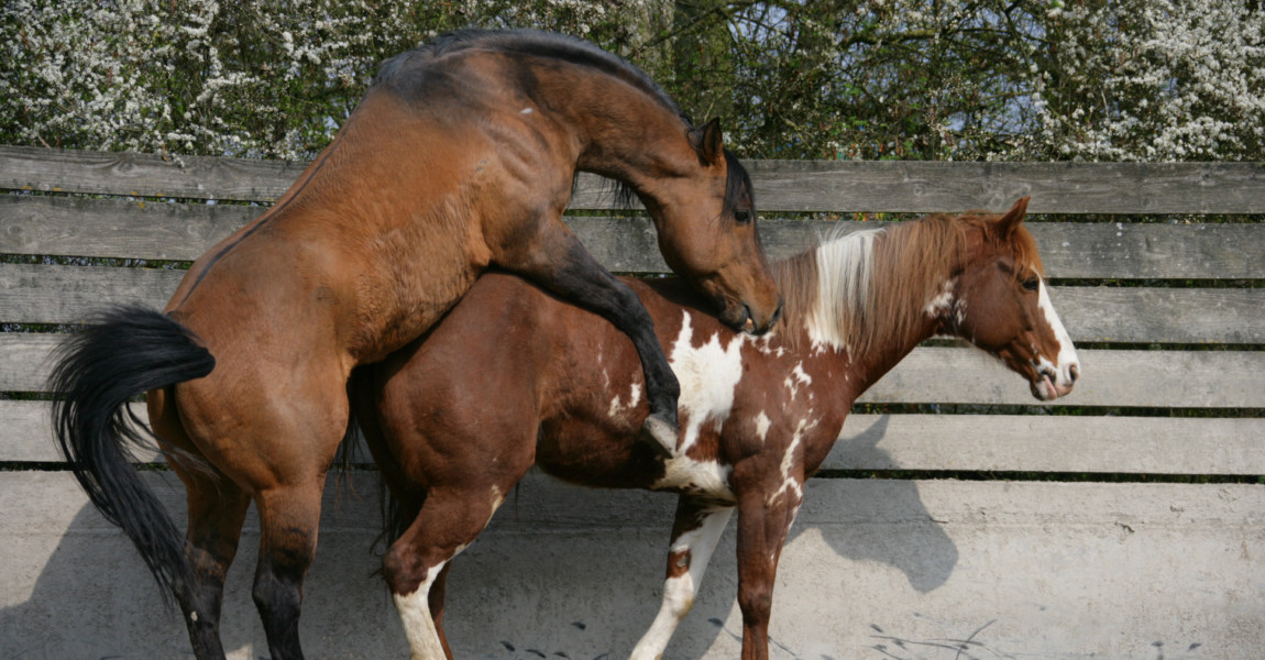 decken_072 