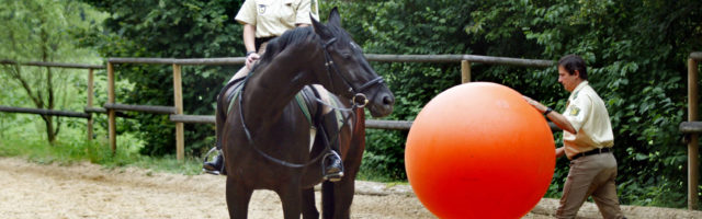 imago52122473h Bildnummer: 52122473 Datum: 07.08.2007 Copyright: imago/Horst Rudel Reiterstaffel der Polizei w‰hrend des Trainings in Ostfildern, Personen , Tiere; 2007, Ostfildern, Polizist, Polizeibeamte, Polizeibeamter, Pfer, Pferde, S‰ugetiere, Polizeipferd, Polizeipferde, Training, trainieren, Reiter, Mann, M‰nner, Reiterin, Polizistin, Frau, Frauen, Ball, B‰lle; , quer, Kbdig, Gruppenbild, Deutschland, Arbeitswelten, Gesellschaft, , Polizei, Staat, 