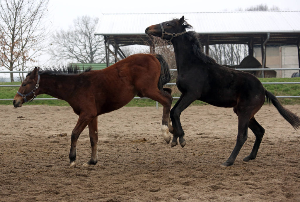 Pferd Aggressiv Gegen Menschen