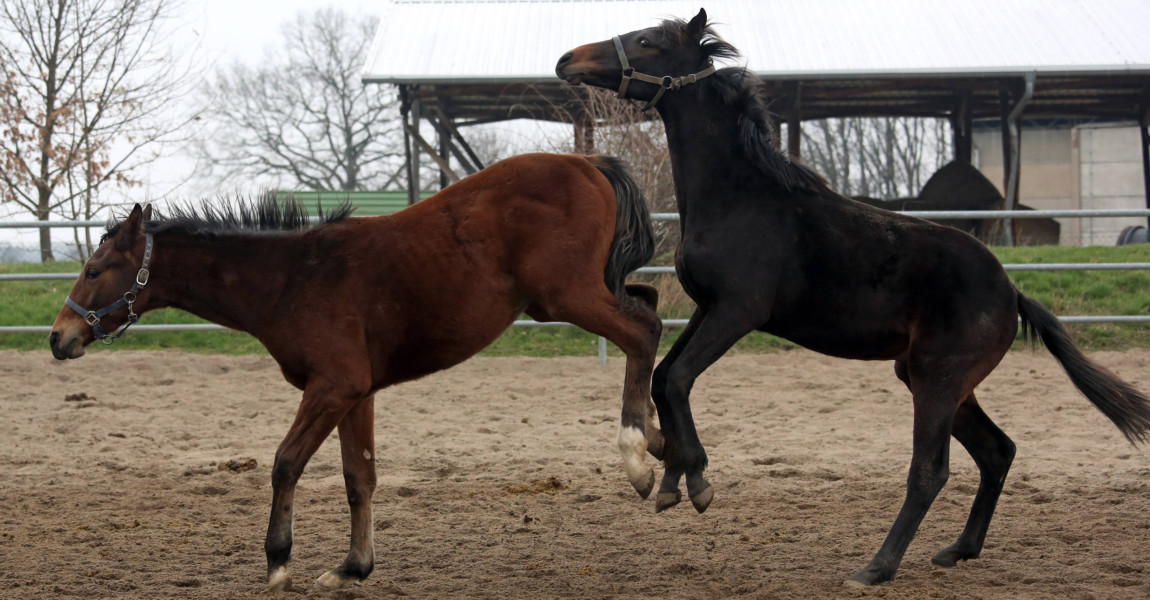 17 03 2017 Graditz Sachsen GER Junghengste fechten die Rangordnung aus Gestuet Graditz Pferd 17.03.2017, Graditz, Sachsen, GER - Junghengste fechten die Rangordnung aus. Gestuet Graditz. (Pferde, Hengste, Junghengste, Zucht, Warmblut, Warmblutzucht, artgerecht, Warmblueter, Haltung, Pferdehaltung, Aufzucht, Jahreszeit, Winter, spielen, Rangordnung, Rangordnungskampf, ausschlagen, treten, Verhalten, Pferdeverhalten, Verhaltensweise, Warmbl¸ter) 170317D268GRADITZ.JPG GALOPP 17 03 2017 Graditz Saxony ger Young stallions Fencing the Hierarchy out Stud Graditz Horses Stallions Young stallions Breeding Warm blood Warmblood breeding artgerecht Warm-blooded Attitude Horse stance Rearing Season Winter Play Hierarchy Ranking battle ausschlagen occur Behavior Horse behavior Behaviour Warm-blooded JPG Gallop 