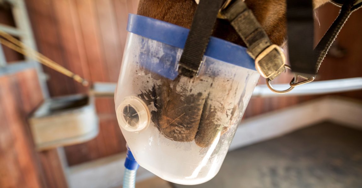 05 10 2017 Eppertshofen Deutschland GER Pferd mit einer Inhalationsmaske Pflege Gesundheit 05.10.2017, Eppertshofen, Deutschland, GER - Pferd mit einer Inhalationsmaske. (Pflege, Gesundheit, Inhalieren, Maske, Inhalation, Inhalationsmaske, Pferd, Pferdepflege, Inhalationsgeraet, Atemwege, Atemwegserkrankung, Inhalator, Atmung, Prophylaxe, prophylaktisch). . *** 05 10 2017 Eppertshofen Germany GER horse with an inhalation mask care health inhalation mask inhalation inhalation mask horse horse care inhaler respiratory respiratory inhaler breathing prophylactically for prevention 