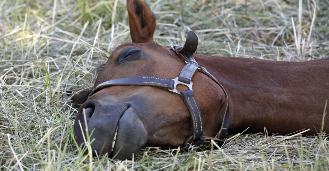 26 05 2018 Graditz Sachsen GER Pferd liegt im Gras auf der Seite und schlaeft Gestuet Graditz 26.05.2018, Graditz, Sachsen, GER - Pferd liegt im Gras auf der Seite und schlaeft. Gestuet Graditz. (Pferd, Haltung, Pferdehaltung, Gras, Weide, Koppel, liegen, liegt, ruhen, ausruhen, muede, Schlaf, schlafen, schlaeft, Muedigkeit, schlafend, Tiefschlaf, auf der Seite, Warmblut, Warmblueter, Jahreszeit, Fruehling, Fruehjahr, erschoepft, Erschoepfung, Schlafbeduerfnis, Anschnitt, Traum, Traumschlaf, traeumen, Zaehne, Z‰hne, tr‰umen, Fr¸hling, Fr¸hjahr, Schlafbed¸rfnis, erschˆpft, Erschˆpfung, m¸de, M¸digkeit) 180526D027GRADITZ.JPG *** 26 05 2018 Graditz Saxony GER Horse lying in the grass on the side and sleeps Gestuet Graditz Horse Stance Horse keeping Grass Pasture Paddock Lying Lying Resting Resting Sleep Sleeping Sleep Fatigue Sleepy Deep sleep on the side Warmblood Warmblueter Season Spring Spring exhausted Exhaustion Sleep need Ble 