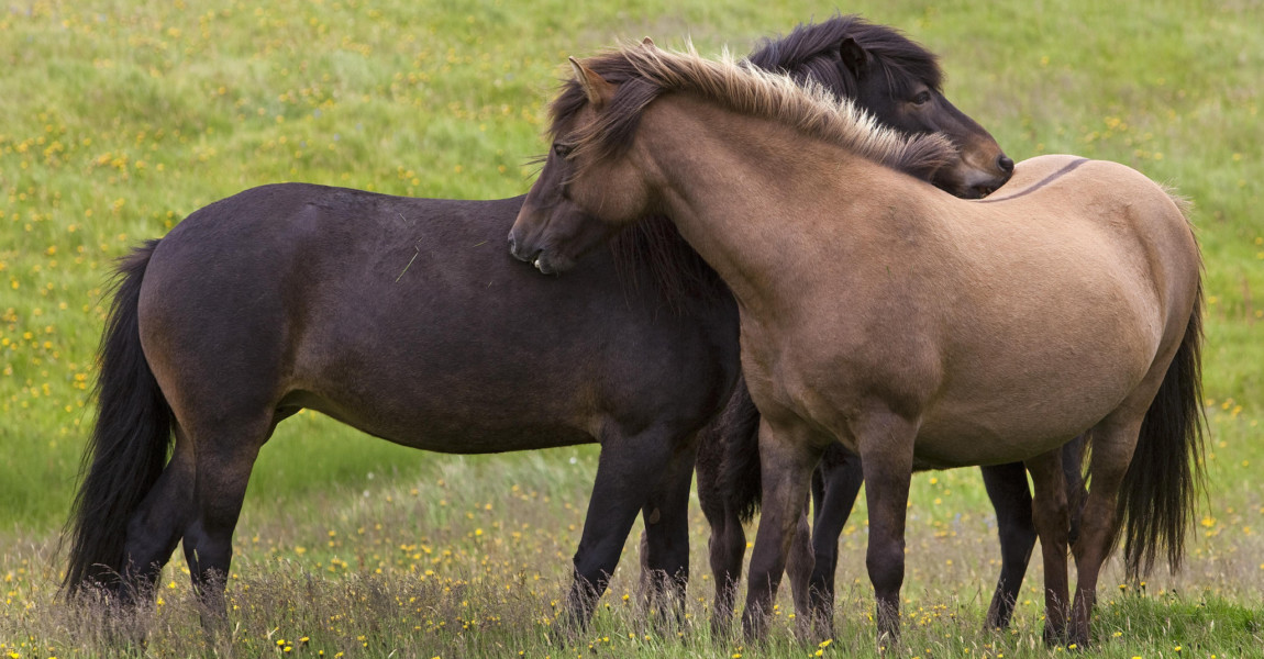 Zwei Islandpferde (Equus ferus caballus) bei der gegenseitigen Fellpflege, Vestrahorn, Island, Europa *** Two Icelandic Zwei Islandpferde Equus ferus caballus bei der gegenseitigen Fellpflege, Vestrahorn, Island, Europa *** Two Icelandic horses Equus ferus caballus grooming each other, Vestrahorn, Iceland, Europe Copyright: imageBROKER/StefanxZiese iblszi05050993.jpg Bitte beachten Sie die gesetzlichen Bestimmungen des deutschen Urheberrechtes hinsichtlich der Namensnennung des Fotografen im direkten Umfeld der Verˆffentlichung! 