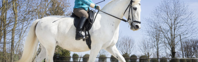 lipizzaner_wadra319103 