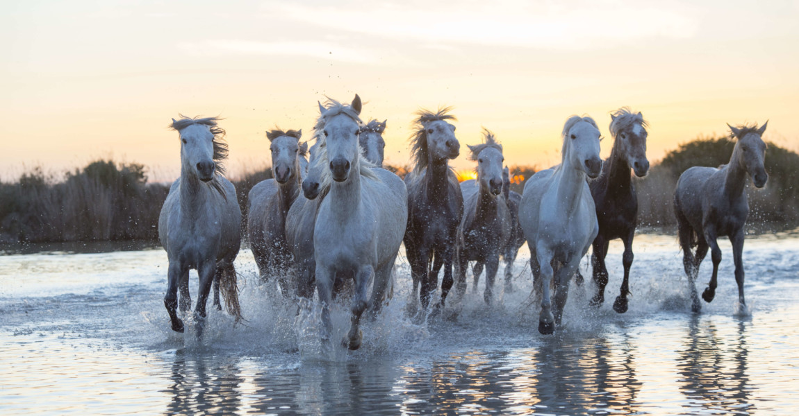 Camargue horses in a marsh of the Camargue in southern FRANCE - 2016/03/28: Camargue horses in a marsh of the Camargue in southern France running towards the camera after sunset. (Photo by Wolfgang Kaehler/LightRocket via Getty Images) 