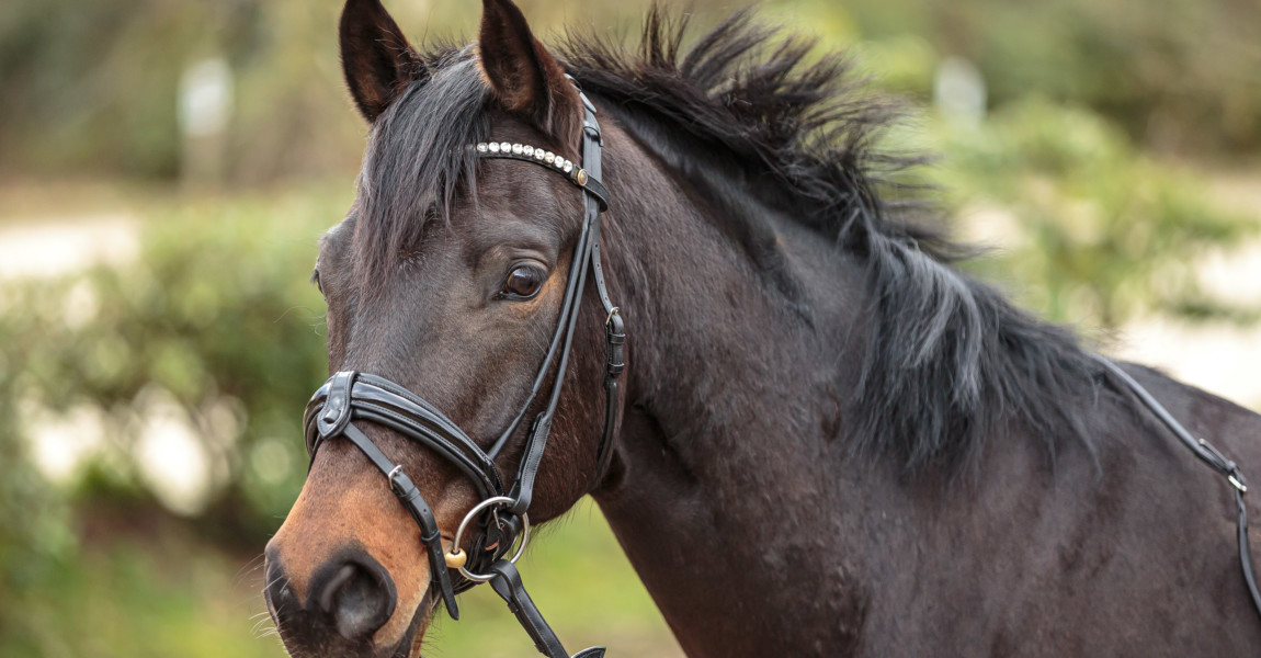 Mein Pferd Shooting für das Mein Pferd Magazin am 17.02.2020 in Gevelsberg Foto: DANIEL ELKE 