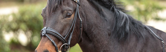 Mein Pferd Shooting für das Mein Pferd Magazin am 17.02.2020 in Gevelsberg Foto: DANIEL ELKE 