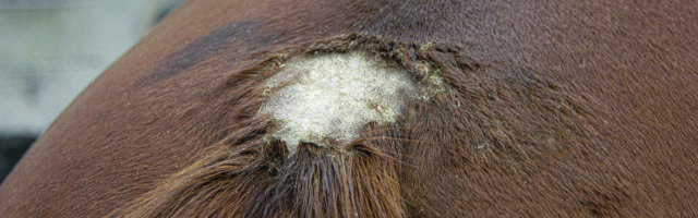 imago56046641h Bildnummer: 56046641 Datum: 31.07.2006 Copyright: imago/blickwinkel pferd (equus przewalskii f. caballus), hautpilzerkrankung domestic horse (equus przewalskii f. caballus), cutaneous fungus blws039566 kbdig 2006 quer ekzem sommerekzem tier tiere s‰ugetier s‰ugetiere huftier huftiere unpaarhufer pferd pferde einzeltier einzelnes tier einzelne tiere ein tier 1 tier medizin krankheit krankheiten krank erkrankung erkrankungen kranker kranke hautpilz pilzerkrankung pilzerkrankungen pilzkrankheit pilzkrankheiten pilzbefall pilz kahl organ organe haut epidermis kˆrper kˆrperteil kˆrperteile r¸cken detail details nahaufnahme nahaufnahmen haustier haustiere nutztier nutztiere querformat wunde wunden tierklinik tierkliniken krankenhaus krankenh‰user klinik kliniken spital animal animals mammal mammals odd-tˆd ungulates perissodactyls domestic horse domestic horses one animal only one animal 1 animal medicine illness ill sickness sick disease sick person model released symbolfoto sick persons fungal disease fungal diseases fungal decay fungus organs skin part of body parts of body back backs closeup closeups close up close ups close-up view domestic animal domestic animals pet pets useful animal useful animals horizontal format eczema wound wounds lesion lesions animal hospital animal hospitals clinic 56046641 Date 31 07 2006 Copyright Imago Angle Horse Equus przewalskii F caballus fungal skin disease Domestic Horse Equus przewalskii F caballus cutaneous Fungus Kbdig 2006 horizontal Eczema summer eczema Animal Animals Mammal Mammals Huftier Hoofed animals Unpaarhufer Horse Horses Individual animal single Animal Individuals Animals a Animal 1 Animal Medicine Disease Diseases ill Disease Diseases Sick Ill skin fungus Fungal disease Fungal diseases Fungal disease Fungal diseases Fungus Pilz Kahl Organ Institutions Skin Epidermis Body Part of the body Body parts Back Detail Details Close-up Close-ups Pet Pets Animal Animals Landscape Wound Wounds Animal Clinic Ve 