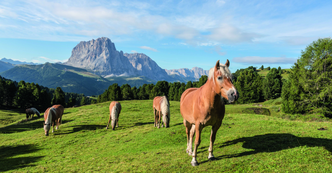 Dolomiten Im UNESCO Welt Naturerbe Naturpark Puez Geisler Haflinger Pferde vor dem Langkofel Wolken Dolomiten Im UNESCO Welt-Naturerbe Naturpark Puez-Geisler.Haflinger Pferde vor dem Langkofel. Wolkenstein S¸dtirol Italien *** Dolomites In the UNESCO World Natural Heritage Natural Park Puez Geisler Haflinger Horses in front of the Sassolungo Selva South Tyrol Italy Copyright: argumx/xThomasxEinberger 