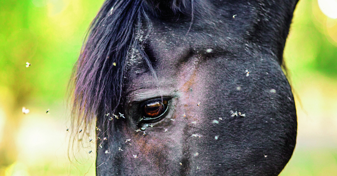 Horse with lots of fly in face Horse with lots of fly in face 