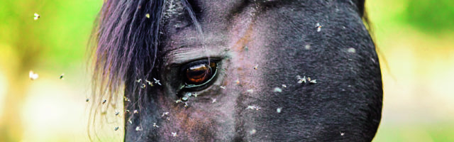 Horse with lots of fly in face Horse with lots of fly in face 