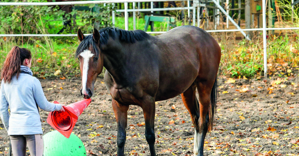 26.10.2019, Neuenhagen, Brandenburg, GER - Maedchen laesst ein Pferd auf der Koppel an einem Pylon schnuppern. (Pferd, A 26.10.2019, Neuenhagen, Brandenburg, GER - Maedchen laesst ein Pferd auf der Koppel an einem Pylon schnuppern. Pferd, Assuan, Vollblut, Englisches Vollblut, Vollblueter, Koppel, Haltung, Pferdehaltung, Auslauf, Paddock, Pylon, Huetchen, spielen, Spiel, Teenager, Maedchen, riechen, Gelassenheitstraining, Ball, Vertrauen, Vertrauensaufbau 191026D364NEUENHAGEN.JPG *** 26 10 2019, Neuenhagen, Brandenburg, GER Maedchen leaves a horse on the paddock at a pylon sniffing horse, Aswan, Thoroughbred, English Thoroughbred, Thoroughbred, Bred, Paddock, Pylon, Hutch, play, game, teen, girl, smell, calm training, ball, confidence, confidence 191026D364NEUENHAGEN JPG 