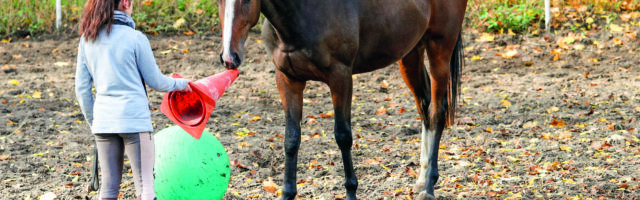 26.10.2019, Neuenhagen, Brandenburg, GER - Maedchen laesst ein Pferd auf der Koppel an einem Pylon schnuppern. (Pferd, A 26.10.2019, Neuenhagen, Brandenburg, GER - Maedchen laesst ein Pferd auf der Koppel an einem Pylon schnuppern. Pferd, Assuan, Vollblut, Englisches Vollblut, Vollblueter, Koppel, Haltung, Pferdehaltung, Auslauf, Paddock, Pylon, Huetchen, spielen, Spiel, Teenager, Maedchen, riechen, Gelassenheitstraining, Ball, Vertrauen, Vertrauensaufbau 191026D364NEUENHAGEN.JPG *** 26 10 2019, Neuenhagen, Brandenburg, GER Maedchen leaves a horse on the paddock at a pylon sniffing horse, Aswan, Thoroughbred, English Thoroughbred, Thoroughbred, Bred, Paddock, Pylon, Hutch, play, game, teen, girl, smell, calm training, ball, confidence, confidence 191026D364NEUENHAGEN JPG 