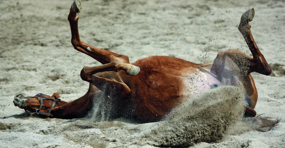 15 04 2018 Graditz Sachsen GER Pferd waelzt sich im Sand Gestuet Graditz Pferd Vollblut Vo 15.04.2018, Graditz, Sachsen, GER - Pferd waelzt sich im Sand. Gestuet Graditz. (Pferd, Vollblut, Vollblueter, Englisches Vollblut, Haltung, Pferdehaltung, Koppel, Paddock, Sandpaddock, Sand, artgerecht, waelzen, waelzt sich, Fellpflege, Wohlbefinden, Verhalten, Pferdeverhalten, Verhaltensweise, Freisteller, Sandspritzer, Kolik, w‰lzen, w‰lzt sich, Vollbl¸ter) 180415D238GRADITZ.JPG *** 15 04 2018 Graditz Sachsen GER Horse wallowing in the sand Studded Graditz Horse Thoroughbred Thoroughbred Thoroughbred Husbandry Horse keeping Paddock Paddock Sand paddock Sand Human rights Welfare Grooming Wellbeing Behavior Horse behavior Behavioral Freisteller Sandspray Colic rolling Commuter Thoroughbred 180415D238GRADITZ JPG 