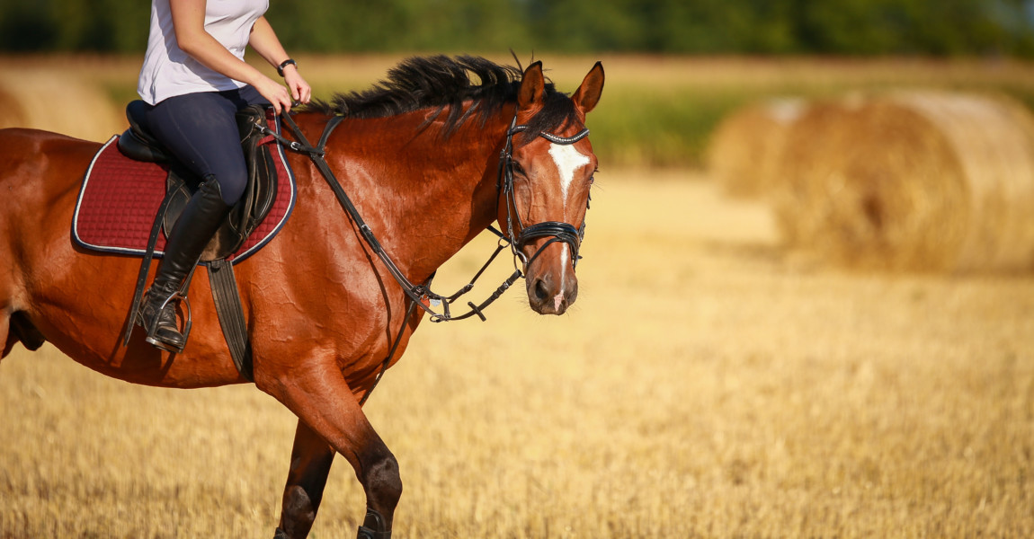 Horse in portraits with rider on a stubble field after harvest in summer. 