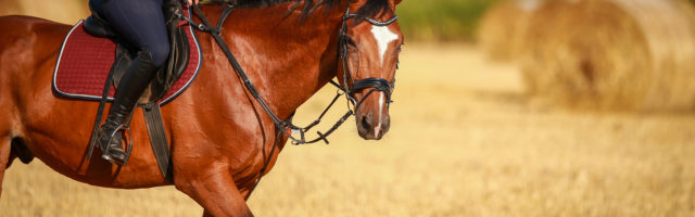 Horse in portraits with rider on a stubble field after harvest in summer. 