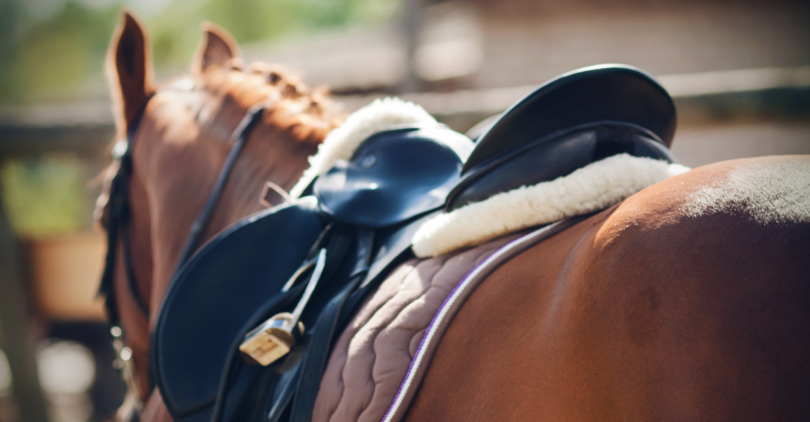 The sorrel horse, illuminated by the warm summer sunlight, wears equestrian equipment for sport-saddle, bridle, stirrup and saddlecloth. 