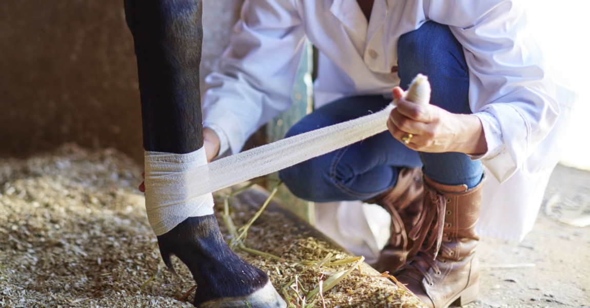 Veterinarian bandaging leg of a horse 