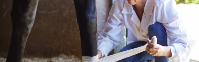 Veterinarian bandaging leg of a horse 