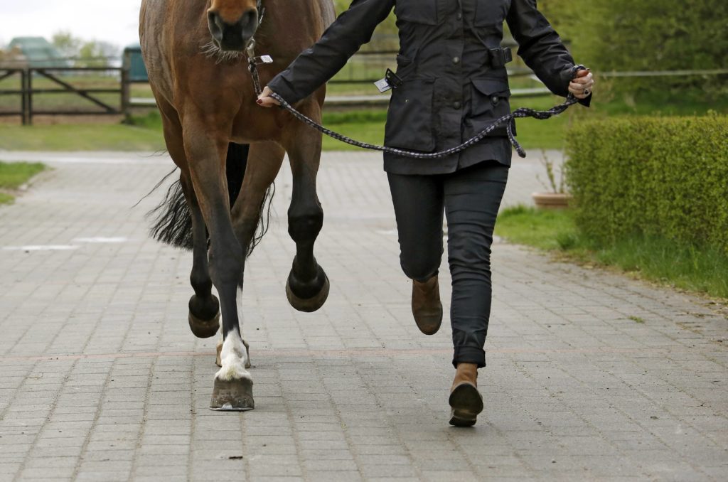 Pferd Lahmt Hinten Hüfte